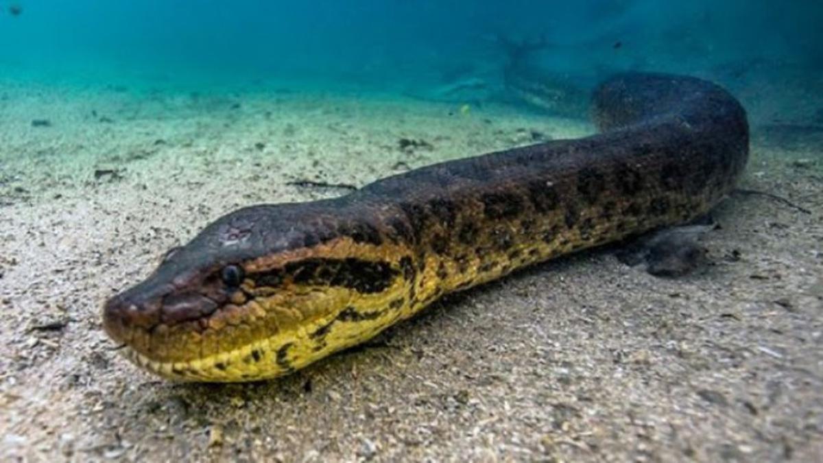 Ular Anakonda Sebagai Predator