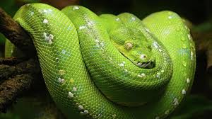 Ular Sanca Hijau Karakteristik