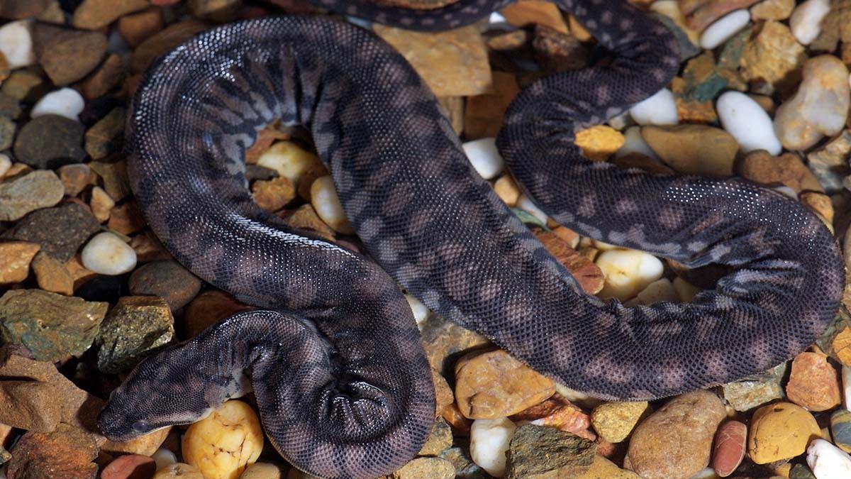 Jejak Evolusi Menunjukkan Ular