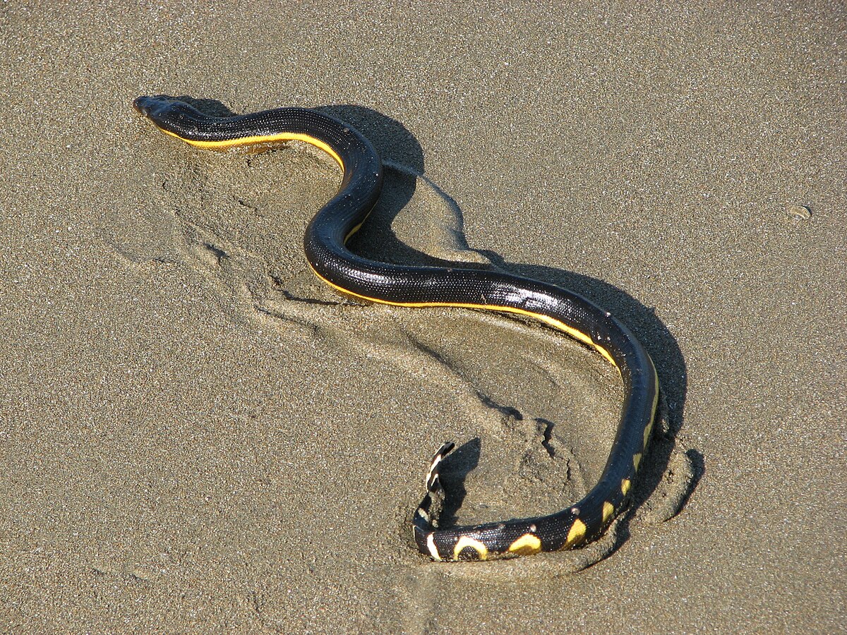 Ular Water Python