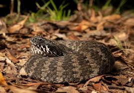 Death Adder Ular Berbisa