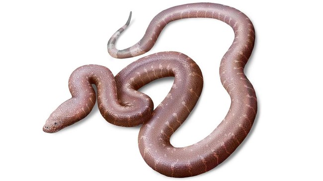 Pembentukan Pola Bersisik Baru