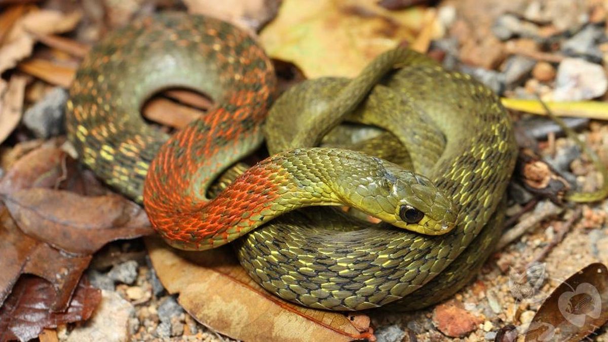 Potensi Racun Ular Picung