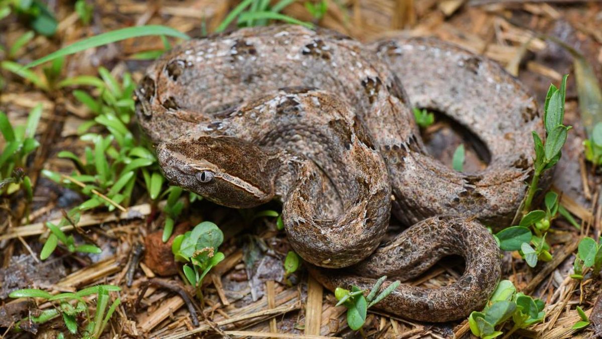 Kekuatan Kamuflase Ular Tanah