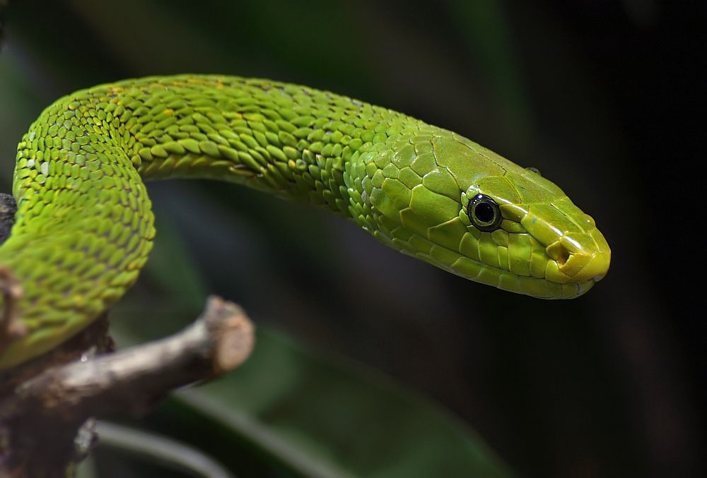 Racun Green Mamba