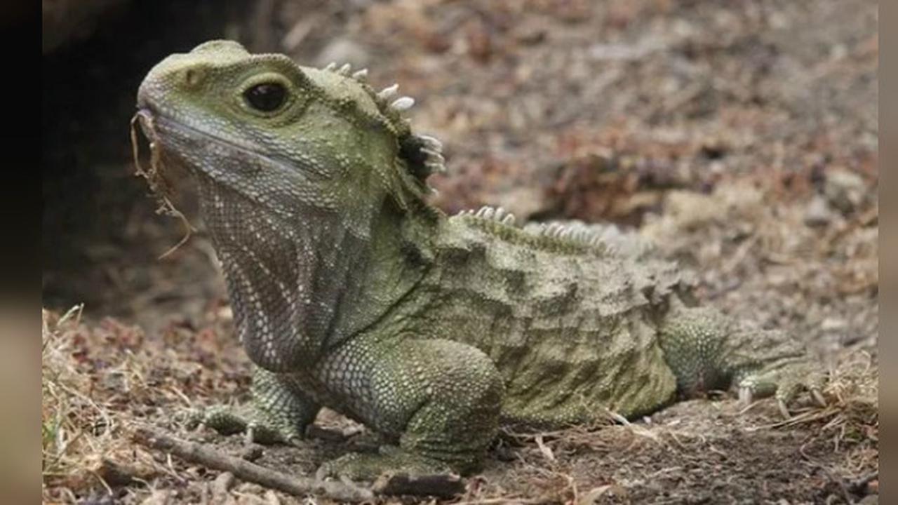 Reptil Purba Tuatara