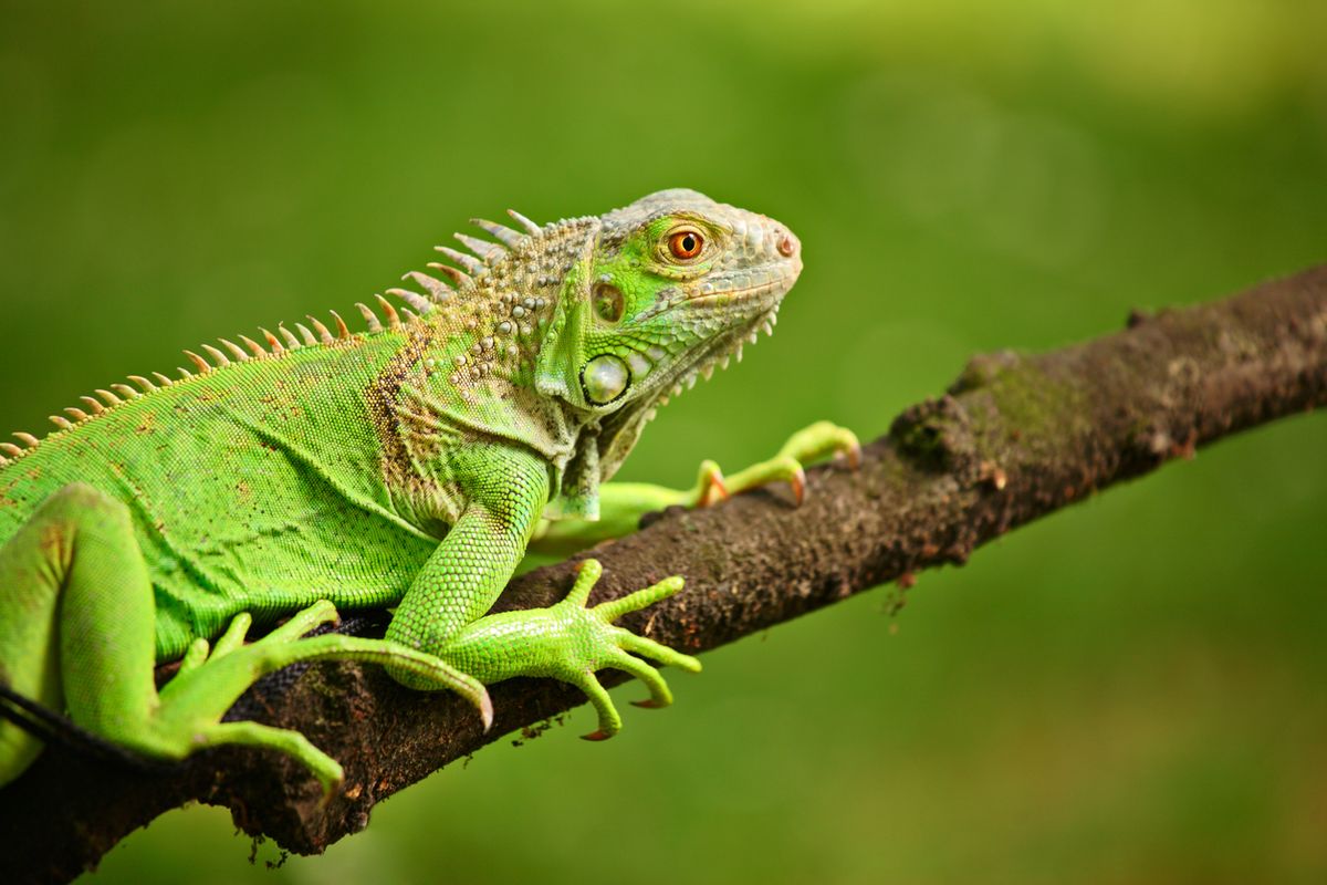 Reptil Cantik Iguana