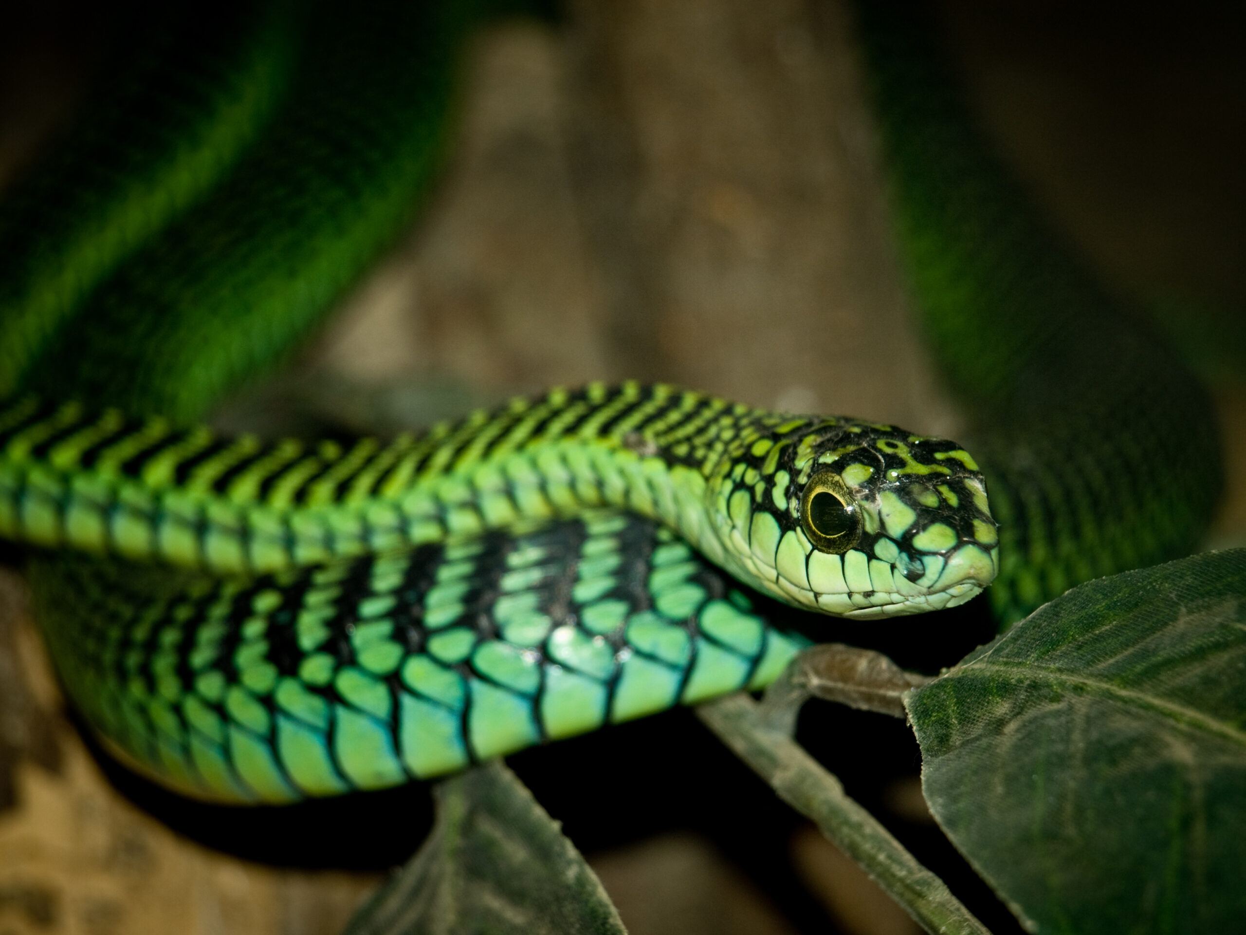 Ular Pohon Boomslang
