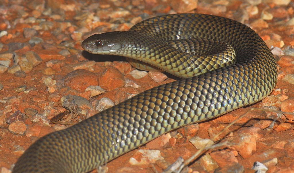 Ular King Brown Snake