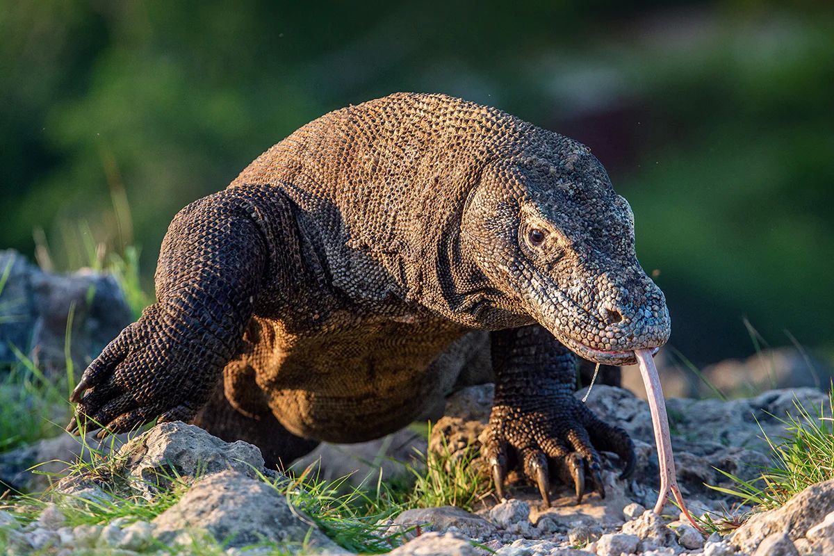 Fakta Menarik tentang Komodo