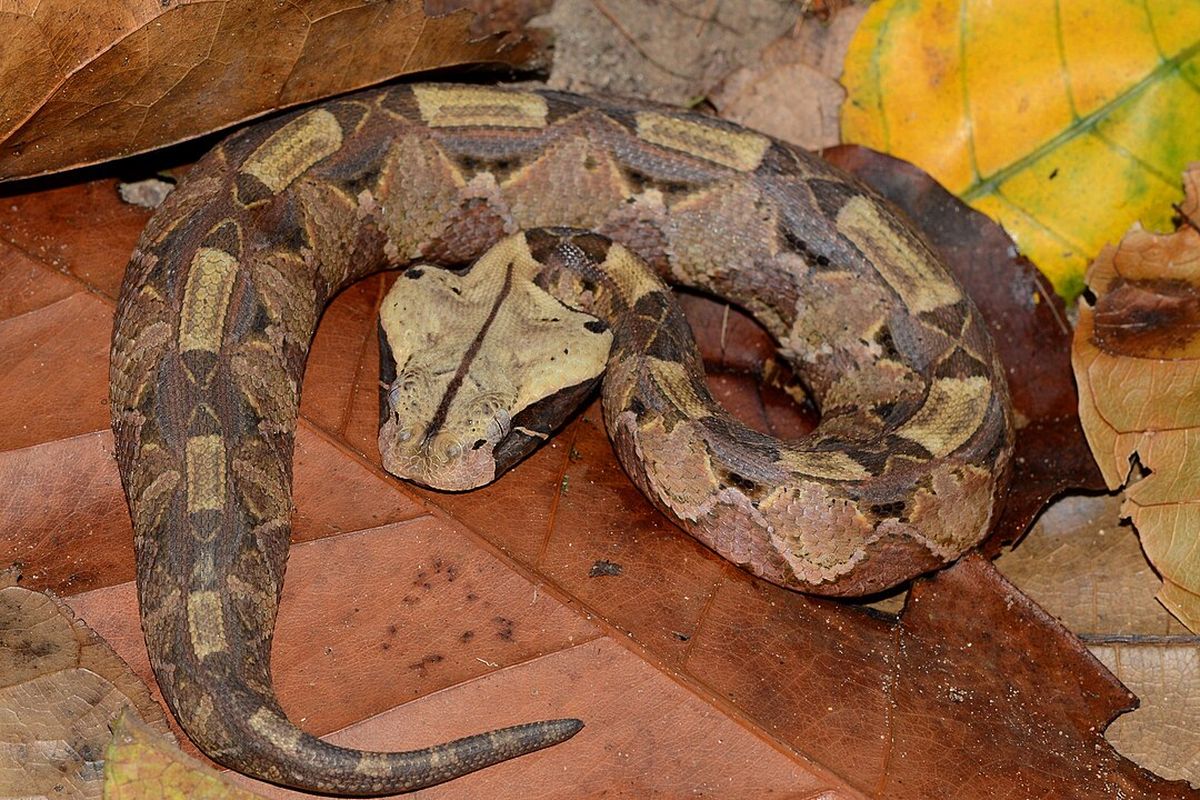 Ular Gaboon Tersembunyi