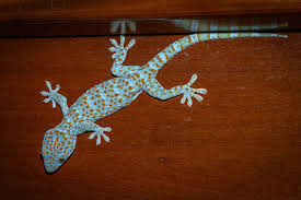 Gecko Tokay: Reptil Kecil