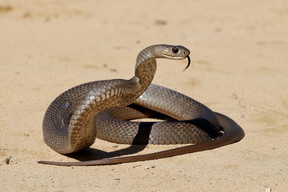 Eastern Brown Snake
