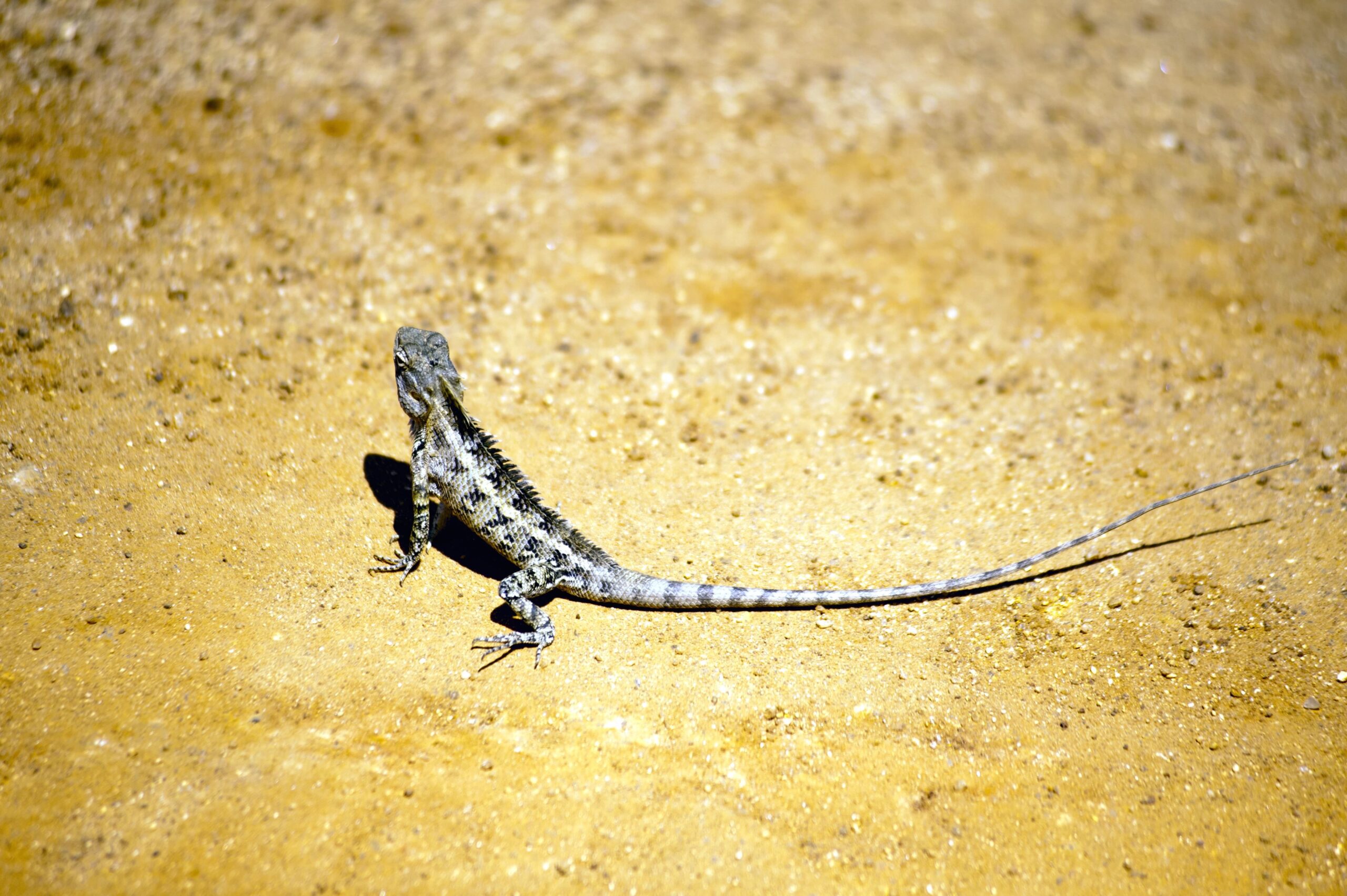 Kadal: Reptil Kecil