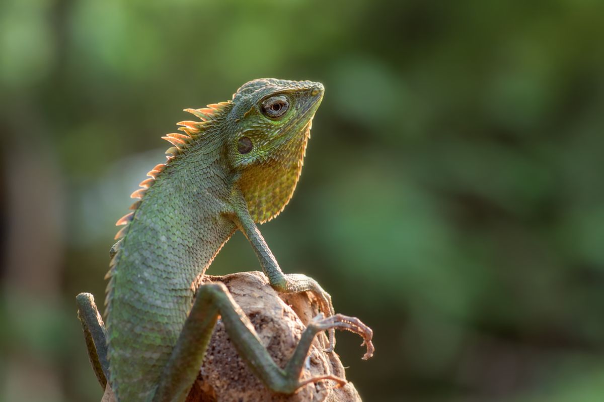 Reptil Bunglon