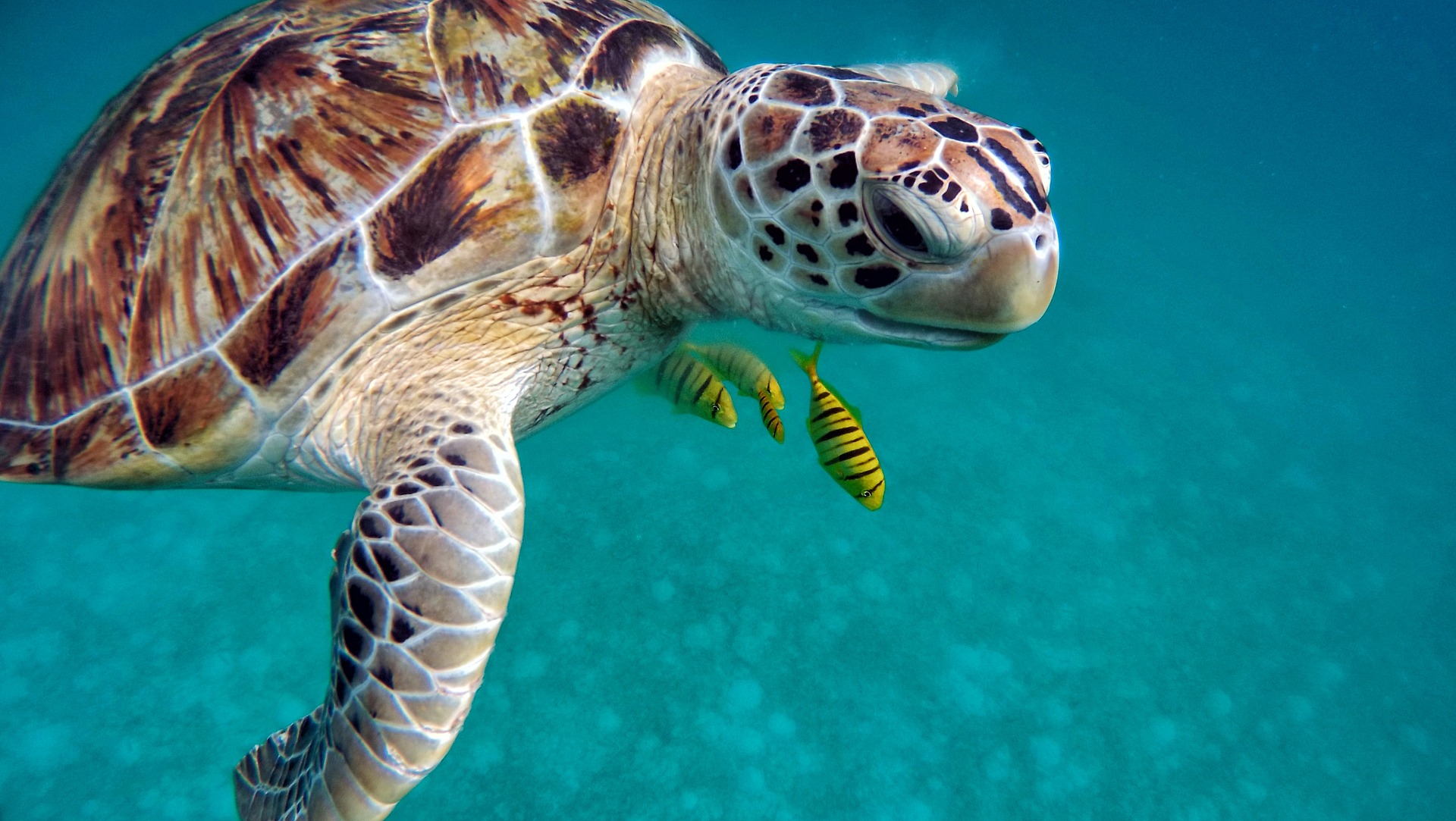 Penyu Reptil Laut