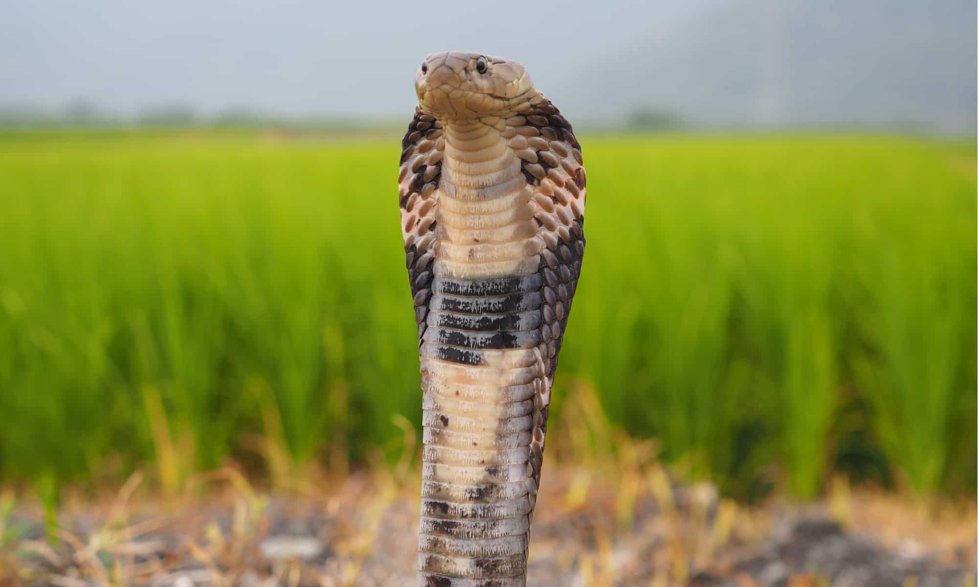 Ular Kobra China