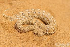 Namib Desert Viper