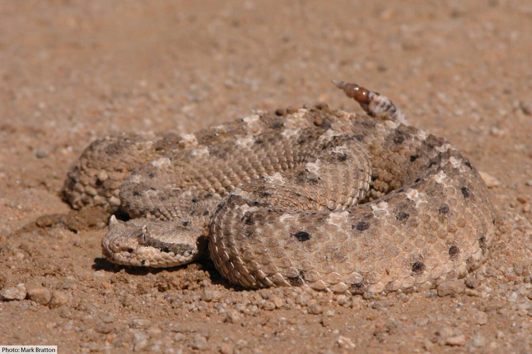 Ular Sidewinder